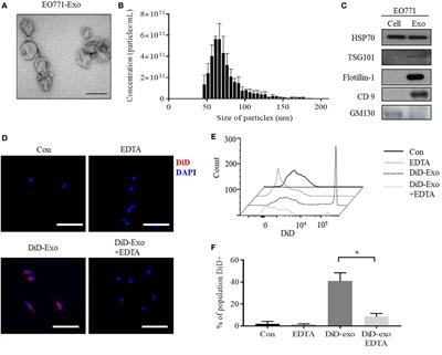 Breast Cancer-Derived Exosomes Alter Macrophage Polarization via gp130/STAT3 Signaling